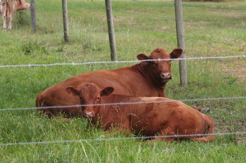 TR Registered Red Angus